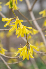 Forsythia europaea Europäische Forsythie Detail Blüte Close Up