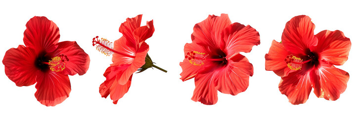 Set of tropical red hibiscus flowers isolated on transparent background