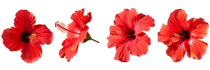 Set of tropical red hibiscus flowers isolated on transparent background