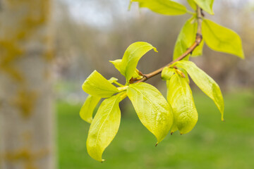 Populus koreana Koreapappel Blatt im Austrieb