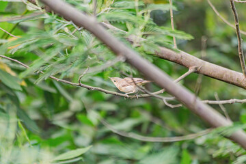 A singing bird in the garden