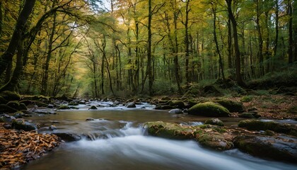 stream in the forest