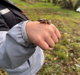 Child shows gesture of holding small frog in hand on grassland
