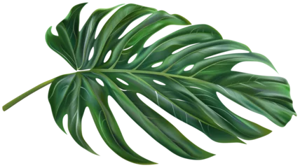Velours gordijnen Monstera illustration of a tropical leaf, isolated on transparent background