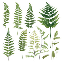 Forest Fern Clipart isolated on white background