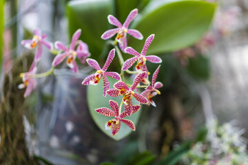 Beautiful colorful Orchid flower. Photo with nice bokeh