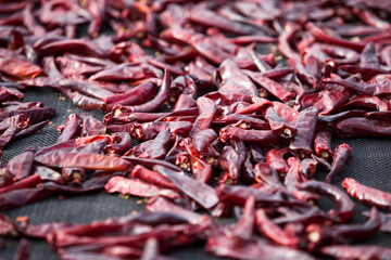 View of drying red peppers on the ground