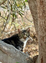 cat on the tree