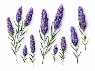 lavender collection set isolated on transparent background, transparency image, removed background