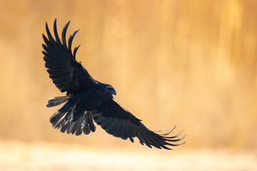 Bird beautiful flying raven Corvus corax North Poland Europe