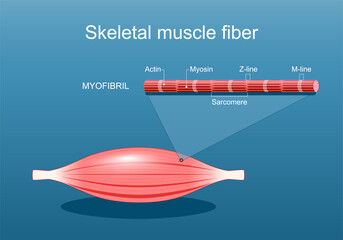 Anatomy of a Skeletal muscle fiber. Myofibril structure