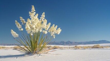 Mojave Yucca plant with textured sky background.