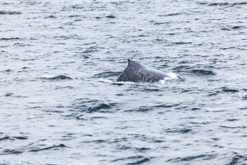 Unspoilt, wild nature in Patagonia in the Beagle Channel.