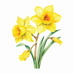 Fototapeta na wymiar Yellow Daffodil Clipart isolated on white background