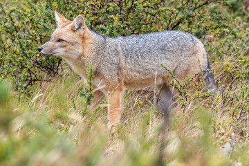 Naklejka na ściany i meble Nice view of the beautiful, wild fox on Patagonian soil.