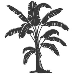 Silhouette banana tree black color only