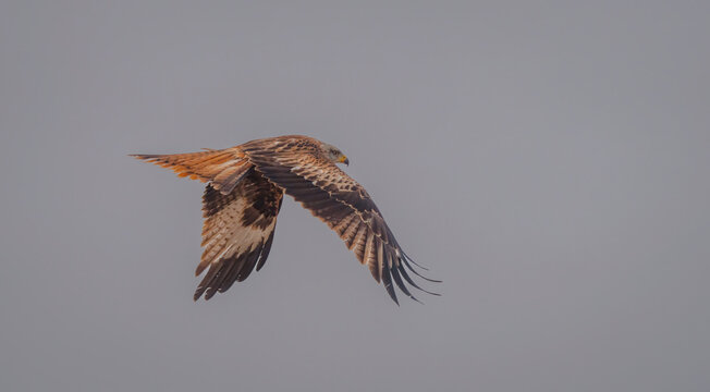 A Red Kite spreads its impressive wings, soaring gracefully through a soft, hazy sky above the fields of Lleida