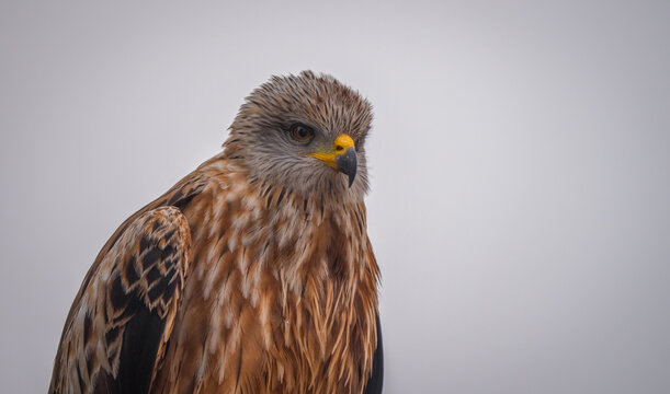 A close-up of a Red Kite, with a contemplative look, set against a muted sky in the serene fields of Lleida