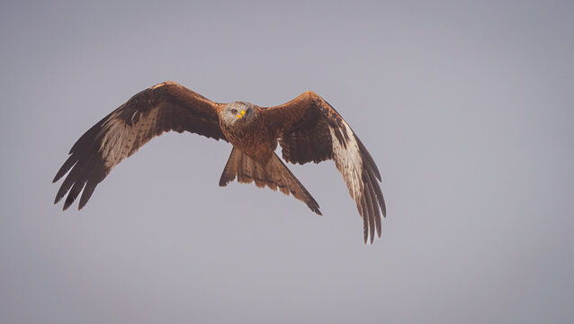 An imposing raptor glides with outstretched wings against a twilight sky, embodying the essence of freedom