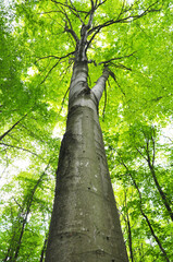 Fototapeta premium A forest beech tree (Fagus sylvatica) grows in the forest