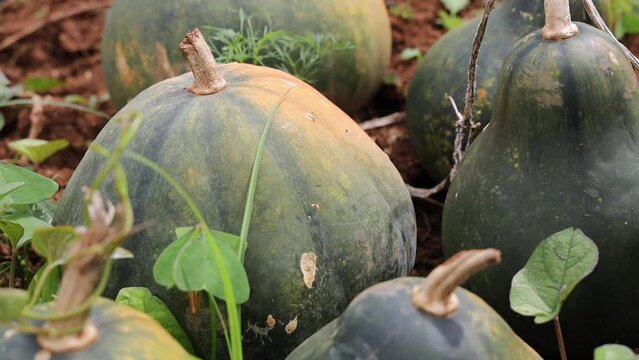 Closeup shot of ripe fresh Pumpkins in the field with green leaves