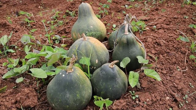Closeup of ripe fresh Pumpkins in the field with green leaves