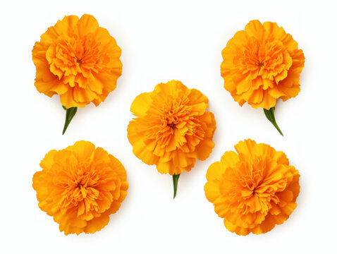 marigold collection set isolated on transparent background, transparency image, removed background