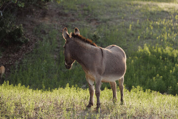 Miniature donkey looking away over green Texas field. - 757420577