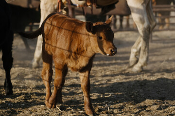Calf in branding pen on ranch for beef in agriculture lifestyle. - 757420578