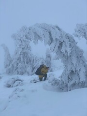 Naklejka na ściany i meble Hiker Trekking Through Snowy Forest