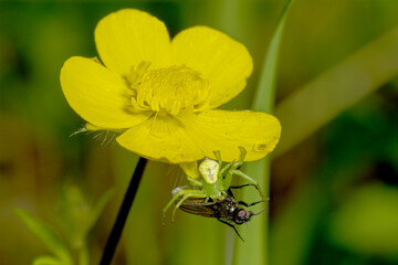 Spider catches fly on vibrant yellow flower