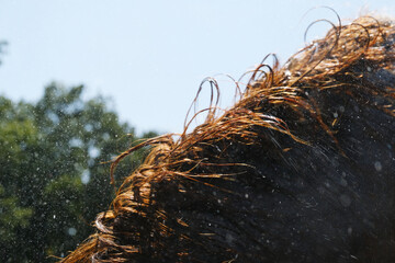 Horse mane hair shaking off water after bath. - 757420992