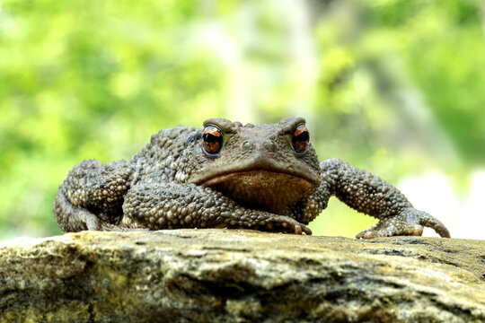 Close-up shot of a toad on a rock in nature
