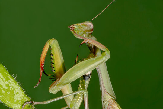 Close-up of a Praying Mantis on Green Background