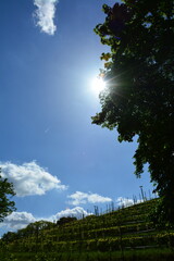 Obraz premium Baum im Gegenlicht am Weinberg