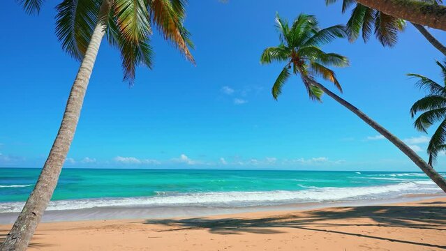 Morning landscape of a natural wild Dominican beach with palms. Beautiful tropical trees on the Caribbean coast. Sunny summer day on a tropical ocean island. Pristine deserted beach for honeymoon