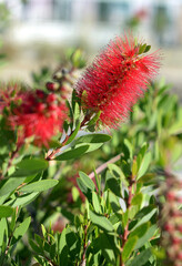 Red flower, callistemon, close-up