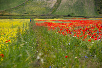 Poppy and other flowers blooming on summer meadow in sunlight
