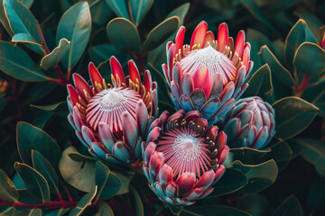 Protea, flower, Bunches of Proteas - obrazy, fototapety, plakaty