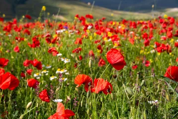 Gardinen Poppy flowers blooming on summer meadow in sunlight © Maresol