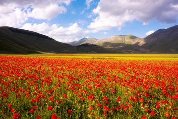 Zelfklevend Fotobehang Poppy flowers blooming on summer meadow in sunlight © Maresol