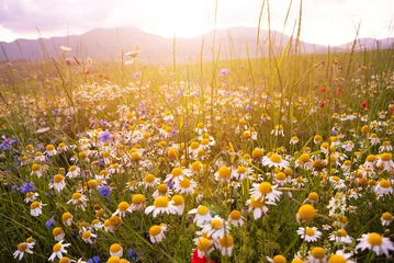 Fotobehang Wild flowers on summer meadow in sunlight © Maresol