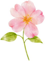 Naklejka premium Pink flowers watercolor illustration