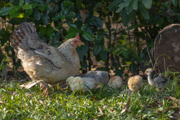 hen with her baby chicks on the pasture in a row 