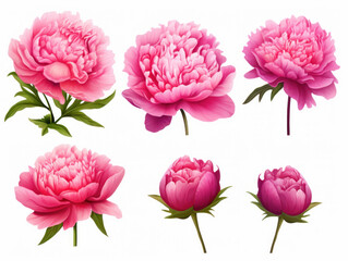 peony collection set isolated on transparent background, transparency image, removed background