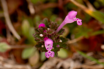 purple wildflower