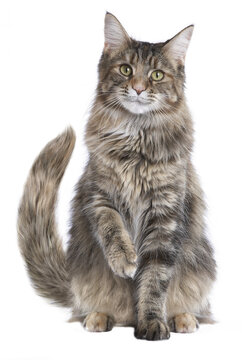 Langhaar Katze