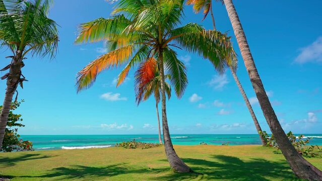 Bright palm tree on sandy beach with blue sky summer landscape background. Beautiful coconut trees on the beach of Phuket Thailand. Palm trees on green grass. Travel to a tropical paradise.