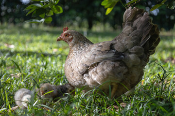hen with her baby chicks in the pasture