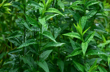 Green leaves of plants with raindrops in close-up